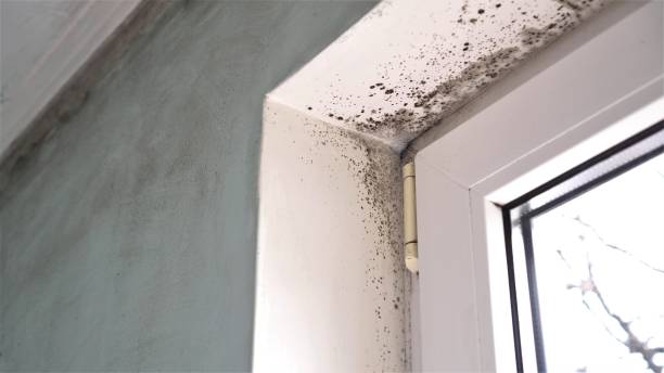 Best Attic Mold Removal  in Riddle, OR