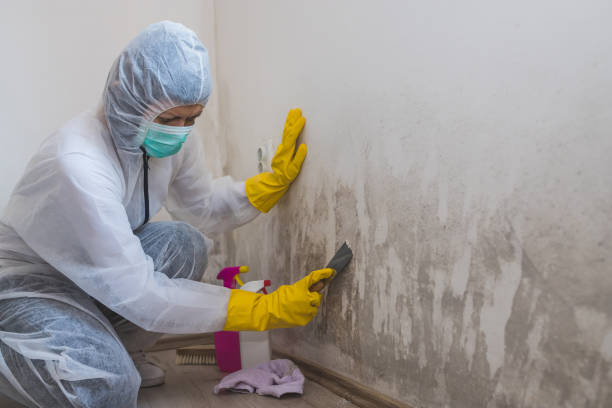 Best Office Mold Removal Services  in Riddle, OR