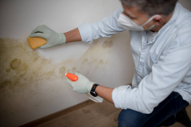 Best Home Mold Removal  in Riddle, OR