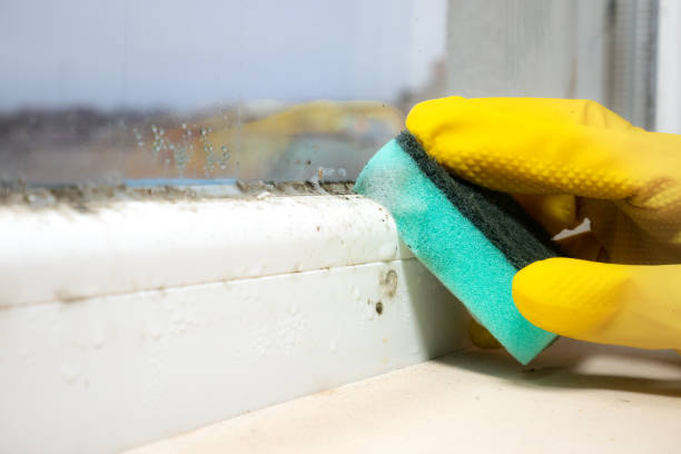 Best Mold Remediation  in Riddle, OR